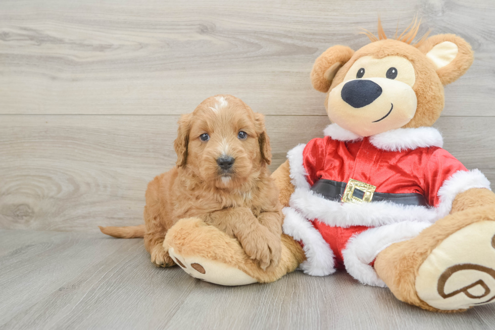 Little Mini Goldenpoo Poodle Mix Puppy