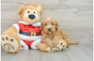 Mini Goldendoodle Pup Being Cute