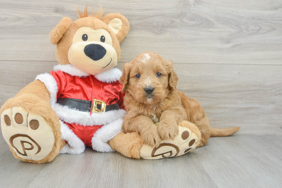 Mini Goldendoodle Pup Being Cute