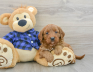 10 week old Mini Goldendoodle Puppy For Sale - Florida Fur Babies