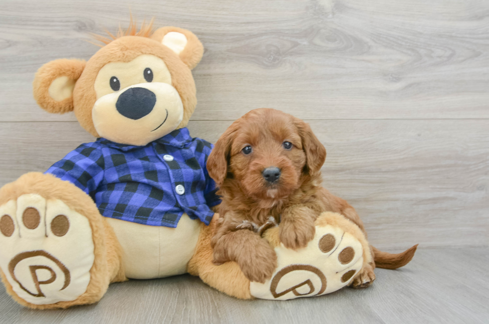 6 week old Mini Goldendoodle Puppy For Sale - Florida Fur Babies