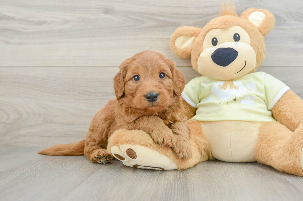 5 week old Mini Goldendoodle Puppy For Sale - Florida Fur Babies