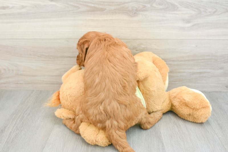 Meet Baron - our Mini Goldendoodle Puppy Photo 2/3 - Florida Fur Babies