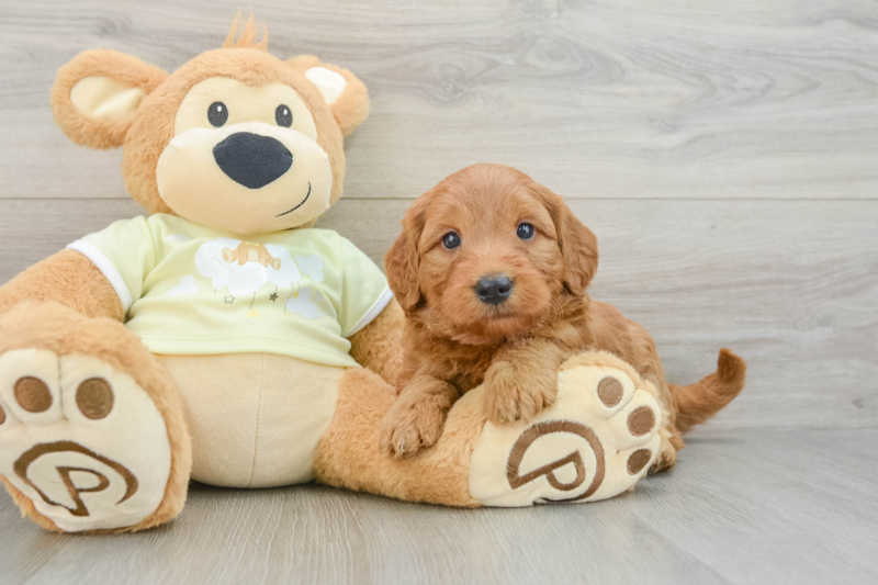 Meet Baron - our Mini Goldendoodle Puppy Photo 3/3 - Florida Fur Babies