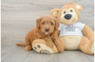 Mini Goldendoodle Puppy for Adoption