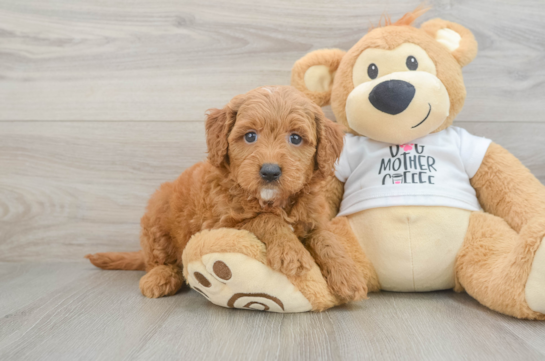 Mini Goldendoodle Puppy for Adoption