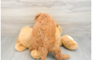 Mini Goldendoodle Pup Being Cute