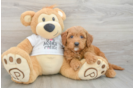 Adorable Golden Retriever Poodle Mix Poodle Mix Puppy