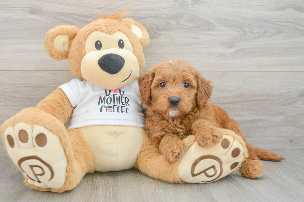 Adorable Golden Retriever Poodle Mix Poodle Mix Puppy
