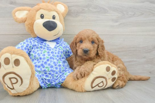 Mini Goldendoodle Puppy for Adoption