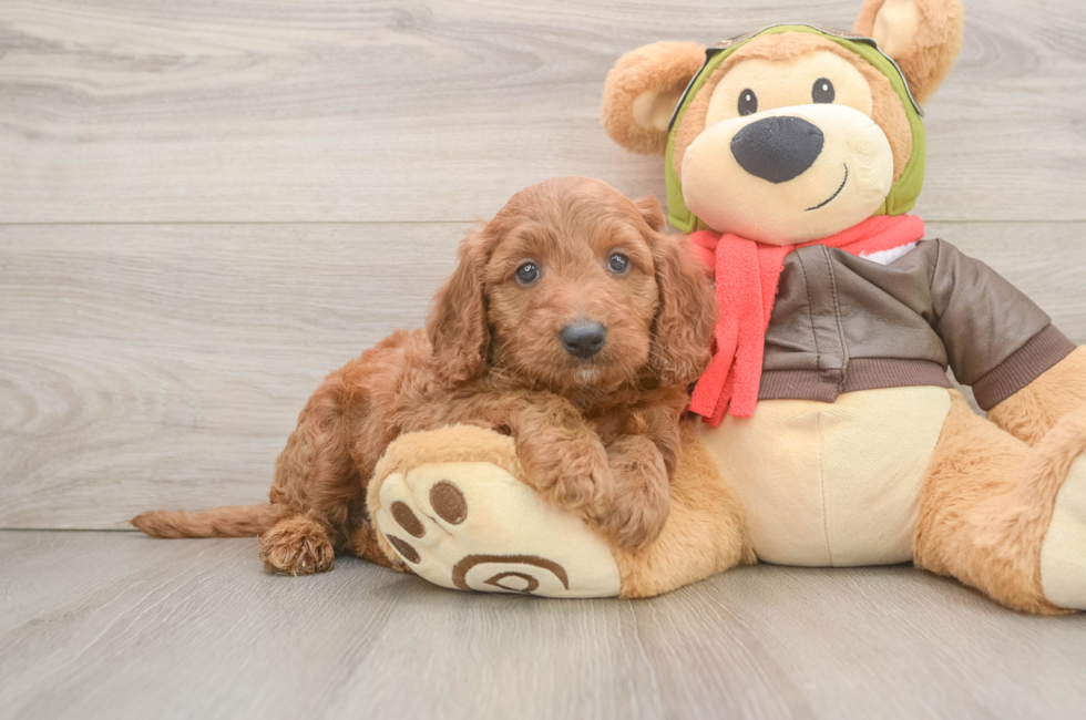 6 week old Mini Goldendoodle Puppy For Sale - Florida Fur Babies