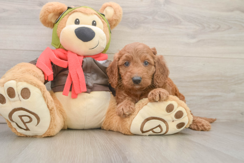 Sweet Mini Goldendoodle Baby