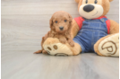 Mini Goldendoodle Puppy for Adoption