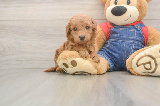 Mini Goldendoodle Puppy for Adoption