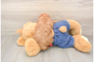 Mini Goldendoodle Puppy for Adoption