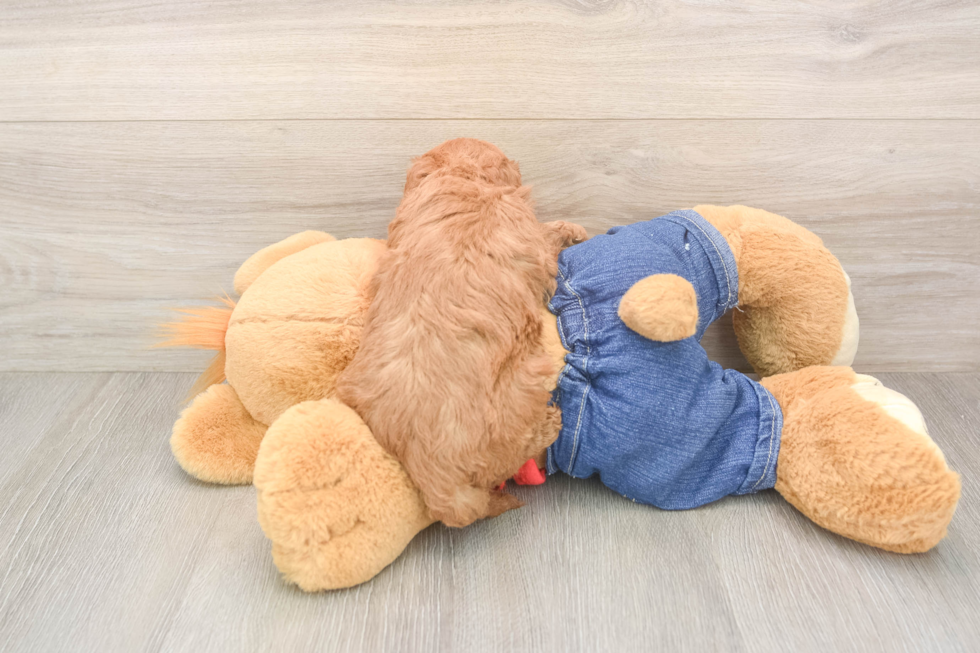Mini Goldendoodle Puppy for Adoption