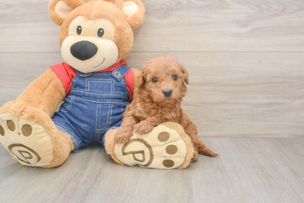 Mini Goldendoodle Puppy for Adoption