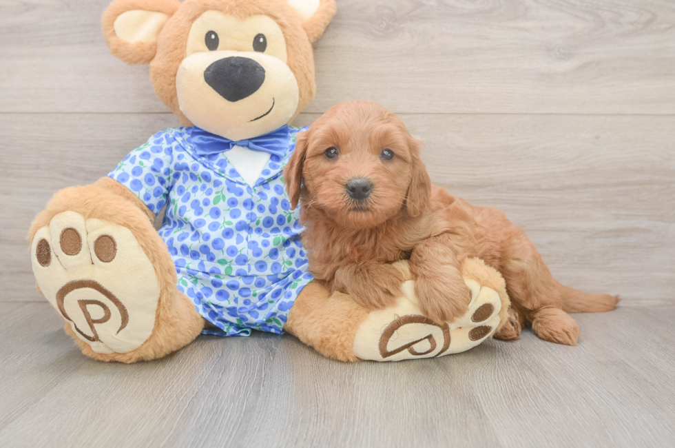 6 week old Mini Goldendoodle Puppy For Sale - Florida Fur Babies
