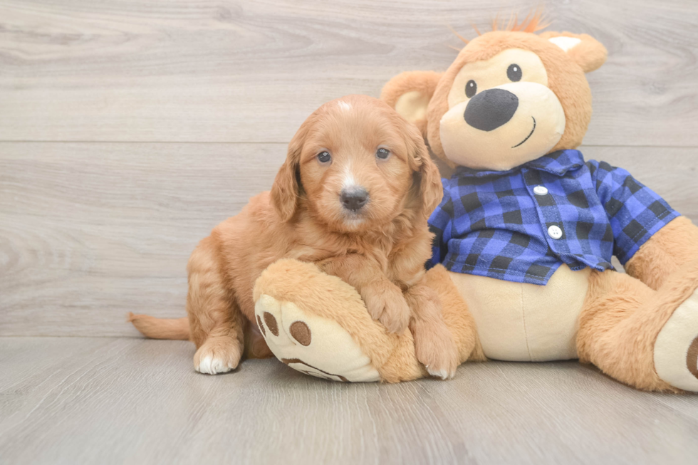 Meet Baron - our Mini Goldendoodle Puppy Photo  2/3 - Florida Fur Babies Mini Goldendoodle Puppy for Adoption