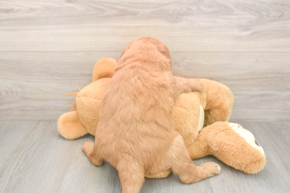 Meet Baron - our Mini Goldendoodle Puppy Photo  3/3 - Florida Fur Babies Mini Goldendoodle Puppy for Adoption