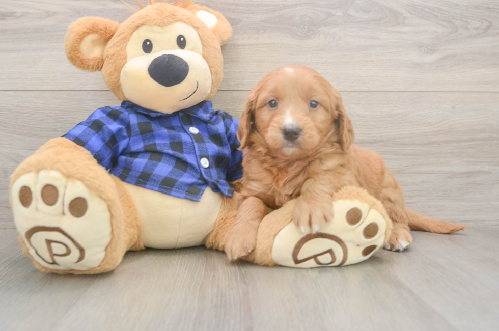 5 week old Mini Goldendoodle Puppy For Sale - Florida Fur Babies