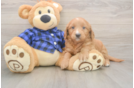 Meet Baron - our Mini Goldendoodle Puppy Photo  1/3 - Florida Fur Babies Fluffy Mini Goldendoodle Poodle Mix Pup