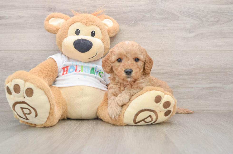 5 week old Mini Goldendoodle Puppy For Sale - Florida Fur Babies
