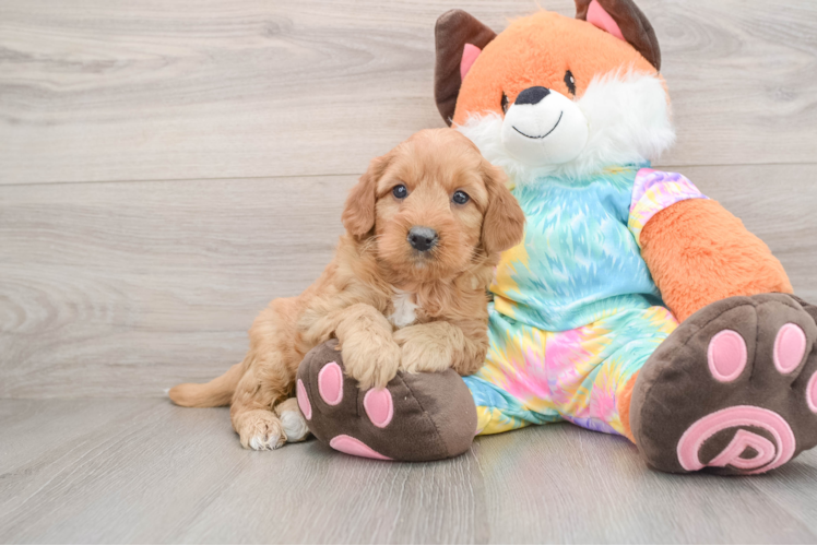 Mini Goldendoodle Pup Being Cute