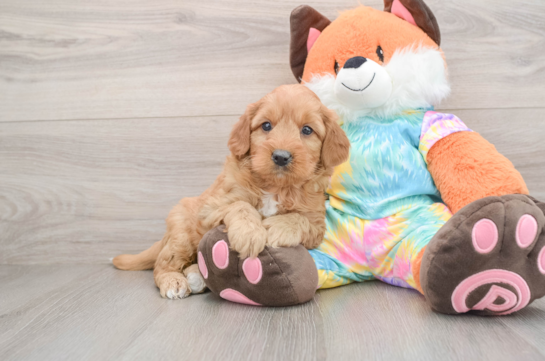 Mini Goldendoodle Pup Being Cute