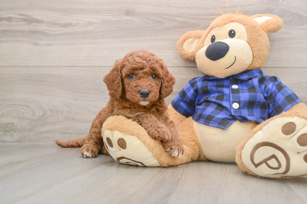 Mini Goldendoodle Puppy for Adoption
