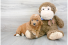 Meet Baron - our Mini Goldendoodle Puppy Photo 2/3 - Florida Fur Babies
