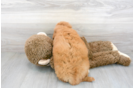 Meet Baron - our Mini Goldendoodle Puppy Photo 3/3 - Florida Fur Babies