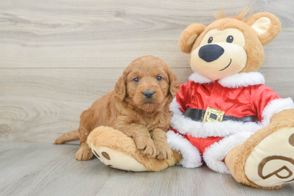 Small Mini Goldendoodle Baby