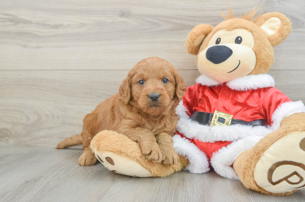 5 week old Mini Goldendoodle Puppy For Sale - Florida Fur Babies