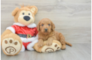 Best Mini Goldendoodle Baby