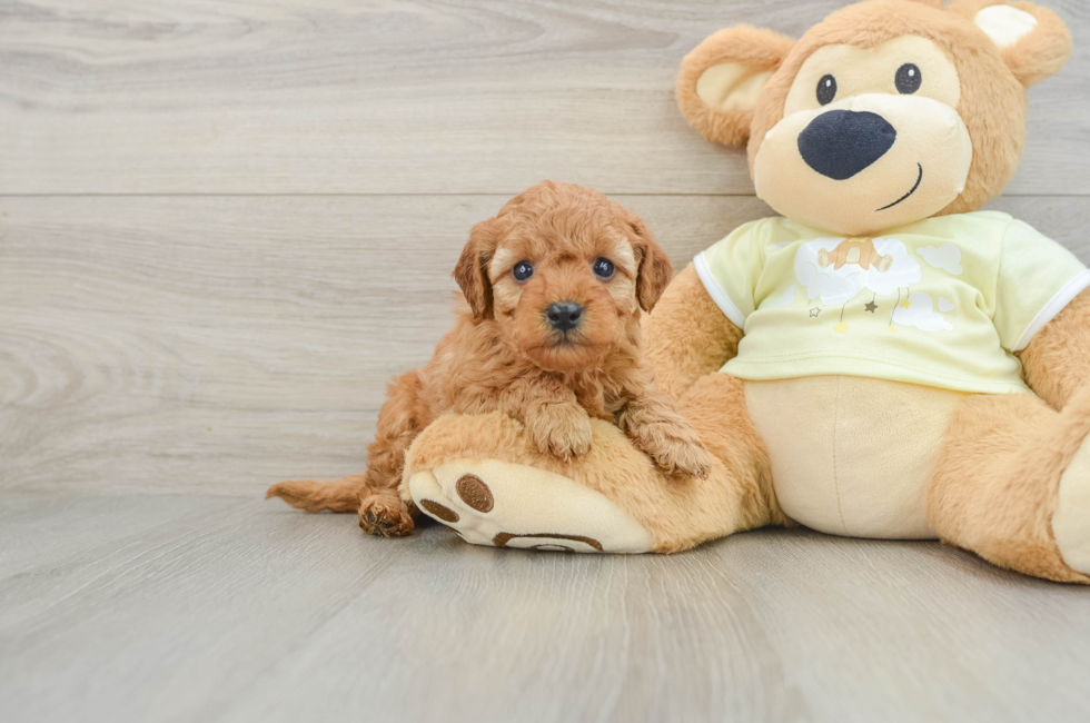 5 week old Mini Goldendoodle Puppy For Sale - Florida Fur Babies