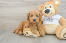 Mini Goldendoodle Pup Being Cute
