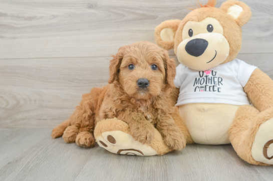 Mini Goldendoodle Pup Being Cute