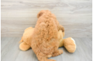 Energetic Golden Doodle Poodle Mix Puppy