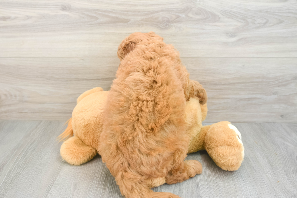 Energetic Golden Doodle Poodle Mix Puppy