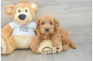 Mini Goldendoodle Puppy for Adoption