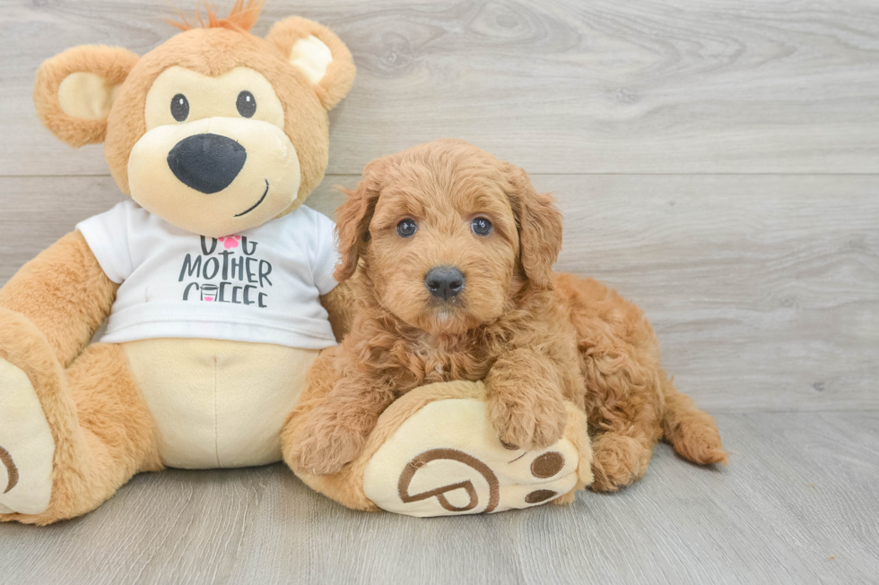 Mini Goldendoodle Puppy for Adoption