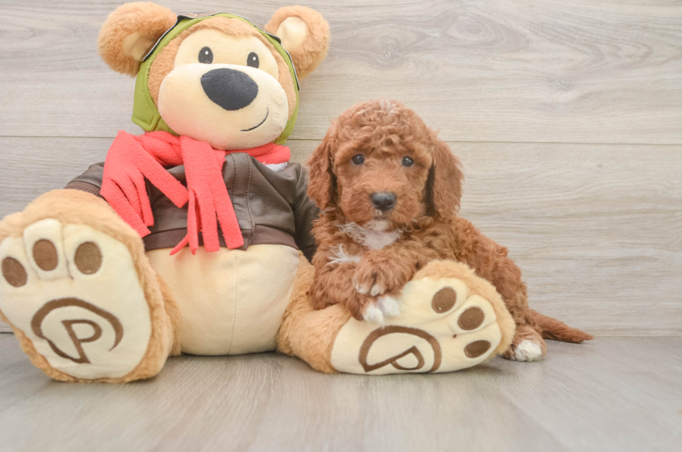 6 week old Mini Goldendoodle Puppy For Sale - Florida Fur Babies