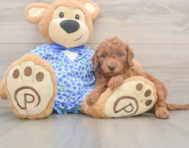 7 week old Mini Goldendoodle Puppy For Sale - Florida Fur Babies