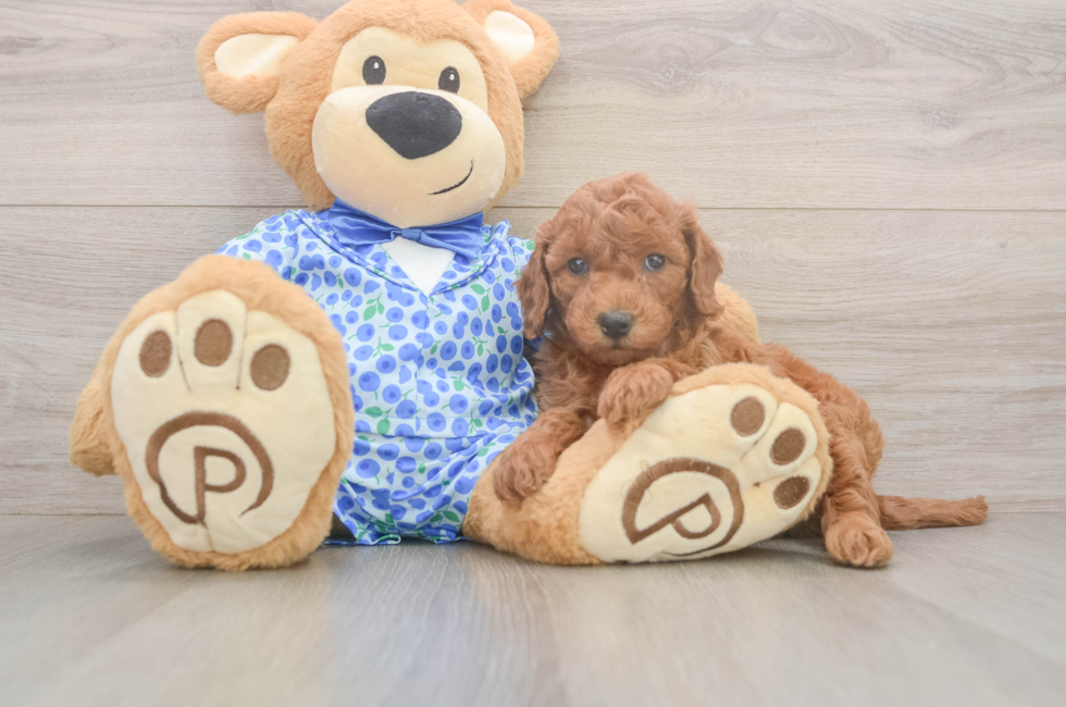 6 week old Mini Goldendoodle Puppy For Sale - Florida Fur Babies