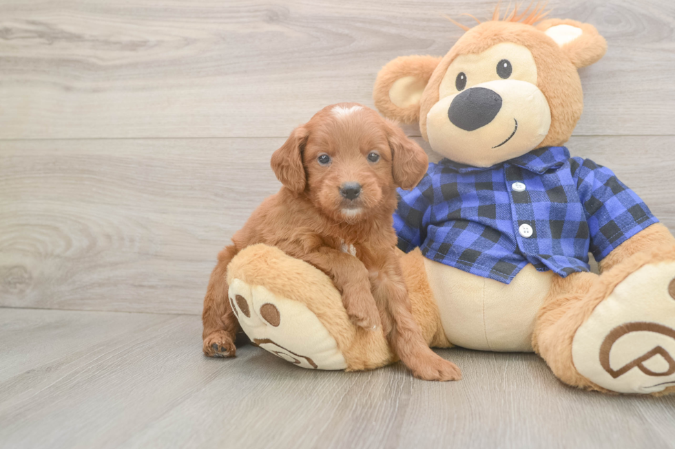 Meet Barrett - our Mini Goldendoodle Puppy Photo  2/3 - Florida Fur Babies Little Mini Goldenpoo Poodle Mix Puppy