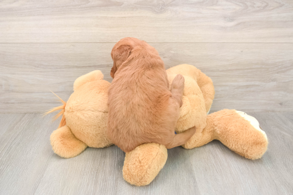 Meet Barrett - our Mini Goldendoodle Puppy Photo  3/3 - Florida Fur Babies Smart Mini Goldendoodle Poodle Mix Pup