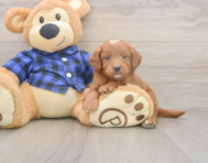 5 week old Mini Goldendoodle Puppy For Sale - Florida Fur Babies