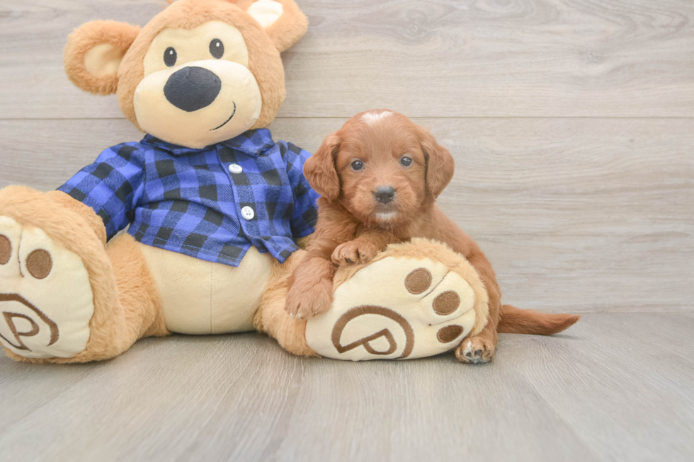 Meet Barrett - our Mini Goldendoodle Puppy Photo  1/3 - Florida Fur Babies Mini Goldendoodle Puppy for Adoption
