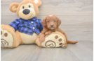 Meet Barrett - our Mini Goldendoodle Puppy Photo  1/3 - Florida Fur Babies Mini Goldendoodle Puppy for Adoption